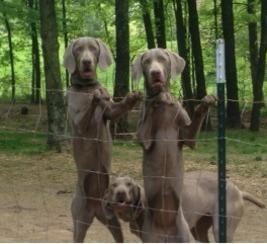 Wrigley, Winifred, and Rosa 